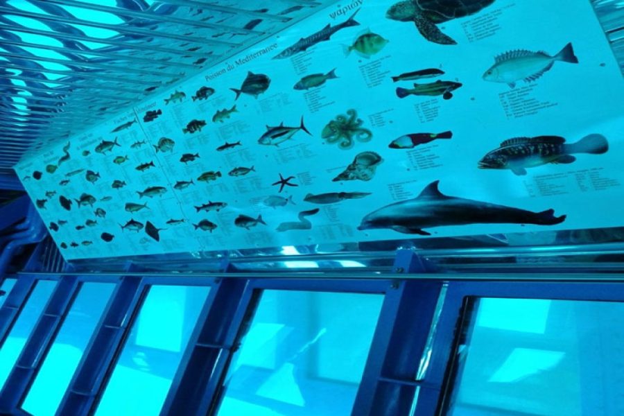 Hurghada Semi Submarine Ride