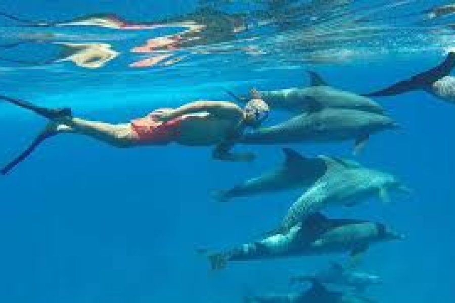 dolphin show and Swim 5-10 minutes With Dolphins In Hurghada