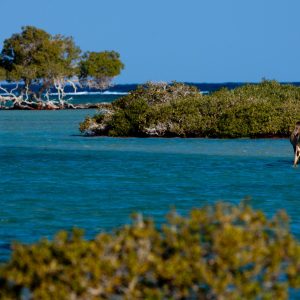 Wadi El Gemal National Park Red Sea view with mangroves and natural landscape near Marsa Alam